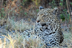 A leopard rests in the shade to escape the worst of the late morning heat