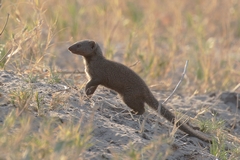The dwarf mongoose is the smallest mammalian predator in Botswana