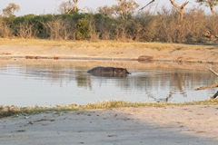 This lonely hippo was left stranded here when the Savuti channel dried up in 2015. Now he is trapped until it flows again
