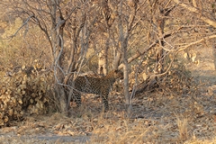 The leopard's markings blend in perfectly with the dry bush