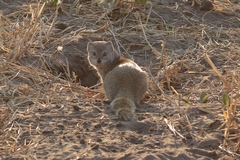 The yellow mongoose is well distributed across South Africa, Botswana and Namibia