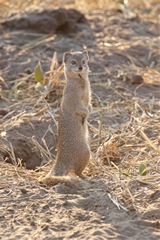 A well posed yellow mongoose