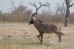 Both sexes of roan antelope have horns, although the female's don't get as big as the male's