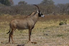 The roan is one of the largest antelope and is quite hard to find in Savuti