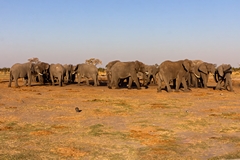 As sundown approaches large numbers of elephants congregate at the Savuti waterholes