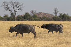 The last of the buffalos leaving Savuti until the onset of the rains
