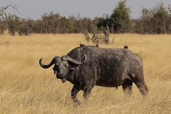 Buffalo bull. It just gets too dry here in the hot season so they migrate