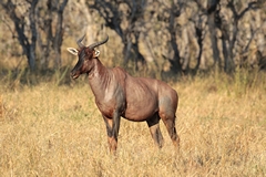 A lone Tsessebe. In East Africa they are known as Topi although they are a different subspecies