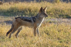 A black-backed jackal catches the late afternoon sun
