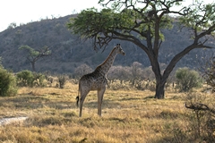 A Giraffe in the cool of the morning