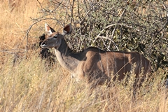 Greater kudu cow