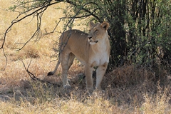 A lioness in great condition