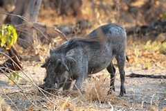 Warthogs often feed on their knees using a bony plate in their mouth to dig up roots