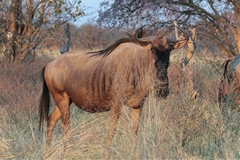 Common wildebeeste or brindled gnu