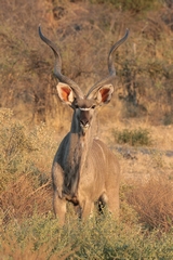 3346 Fantastic horns of the kudu