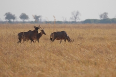 Small herds of Tsessebe were often seen out on the Savuti marsh despite the intense heat