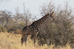 Giraffes are very common in the bush throughout Savuti
