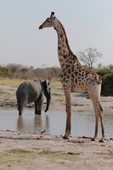 3348 A giraffe and an elephant share a waterhole