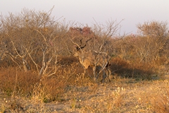 The kudu blends in very well