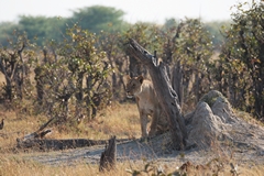 This lioness was intent on a line of approaching wildebeeste