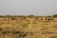 Small herds of wildebeeste were scattered throughout the more open areas