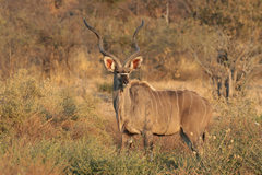 Magnificent bull kudu in early morning sunshine
