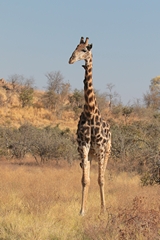 The Southern giraffe is a common resident of thorny bush in Savuti