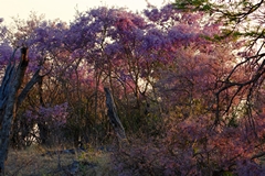Early morning sunshine lights up the blossom of the Kalahari Apple leaf trees. They thrive on the sandy soil in the area