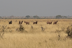 These Tsessebe are on the edge of the area known as the Savuti marsh. You can see, at this time of year it is more of a dry grass savannah, reminiscent of the southern Serengeti