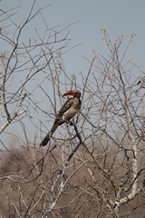 Bradfield's hornbill is near endemic to Northern Botswana and Northern Namibia