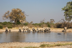 These waterholes are the lifelines of Savuti in the dry season. Without them much more of the wildlife would leave the area