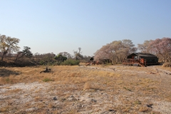 The tents in Camp Savuti  are set amongst the Kalahari Apple leaf trees, and face the dry channel, which is marked by the high bank crossing right to left along the centre of this photo