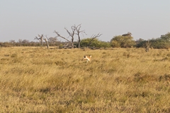 There are large areas of mixed savannah and bush