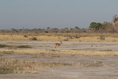 Much of savuti is covered by low bushes