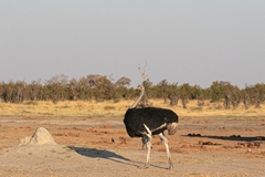 Low growing mopane bush leads out onto an extensive flattened area by a permanent water hole