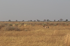  The wide open Savuti marsh is ideal habitat for cheetahs to hunt in. It's not a true marsh as it dries up after the rains