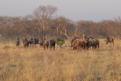 Blue wildebeeste out in the open