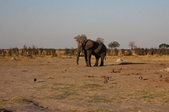 Animals have cleared the area around a water hole