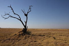 Tree growing from old termite mound on the edge of the Savuti marsh