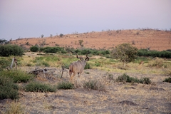 Plenty of kudus frequent the areas with good browsing
