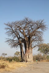 A massive baobab