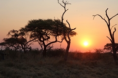 Camelthorn silhouetted at sunset