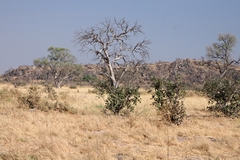 Klipspringers are found in these rocky outcrops