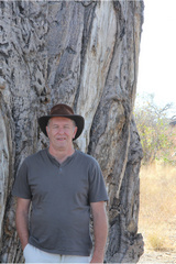 The dry climate of Savuti favours the drought resistant baobab trees. Some very large specimens grow here