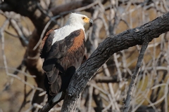Moremi is a great place to see lots of fish eagles