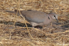 The Cape turtle dove. Also known as the ring-necked dove in Eastern Africa