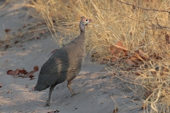 Large noisy flocks of helmeted Guinea fowl abound in the drier areas