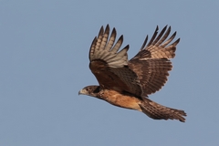 This is probably an immature African hawk eagle