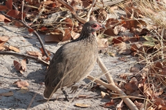 Swainson's spurfowl. A common resident in dry areas