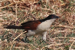 2854 The Senegal coucal likes walking around in long grass. We saw one narrowly escape being caught by a leopard